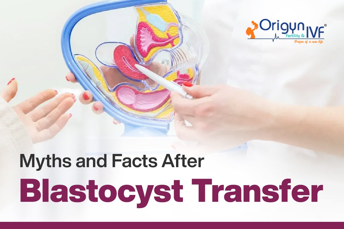 blastocyst transfer