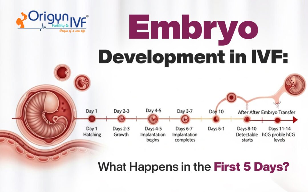 Embryo Development in IVF: What Happens in the First 5 Days?