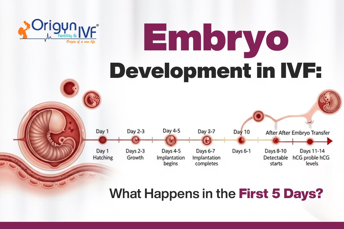 Embryo Development in IVF: What Happens in the First 5 Days?